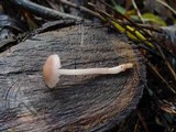Mycena rosea image