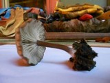 Myxomphalia maura image