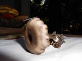 Myxomphalia maura image