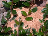 Fuligo septica image