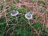 Mycena griseoviridis image