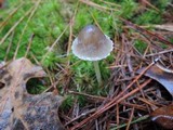 Mycena griseoviridis image