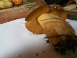 Suillus fuscotomentosus image