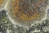 Caloplaca flavovirescens image