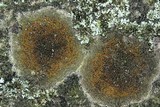 Caloplaca flavovirescens image