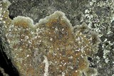 Caloplaca flavovirescens image