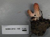 Clavariadelphus occidentalis image