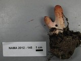 Clavariadelphus occidentalis image