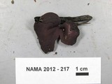 Peziza violacea image