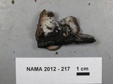 Peziza violacea image