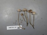 Mycena purpureofusca image