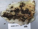 Merulius tremellosus image