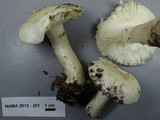 Russula silvicola image