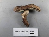 Leucoagaricus cupresseus image