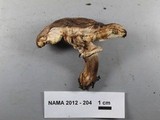 Leucoagaricus cupresseus image