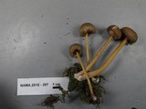 Entoloma formosum image