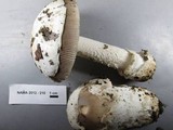 Amanita crassiputamen image