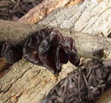 Exidia recisa image