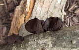 Exidia recisa image