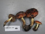 Pholiota highlandensis image