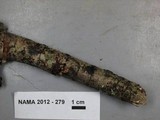 Resupinatus applicatus image