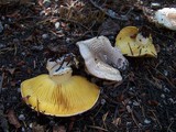 Floccularia albolanaripes image