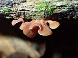 Dacryopinax elegans image
