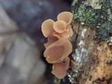 Dacryopinax elegans image