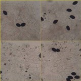 Panaeolus antillarum image
