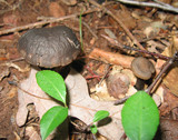 Neohygrocybe subovina image