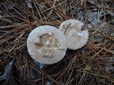 Lactarius imperceptus image