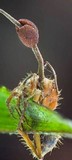 Ophiocordyceps albacongiuae image