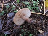 Tricholoma imbricatum image