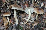 Hebeloma mesophaeum image