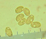 Hebeloma mesophaeum image