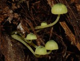 Mycena flavovirens image