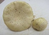 Amanita pubescens image