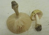 Amanita pubescens image