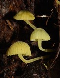 Mycena flavovirens image