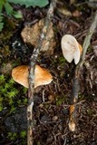 Chaetocalathus magnus image