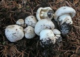 Tricholoma pardinum image