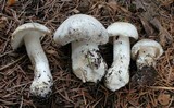 Tricholoma pardinum image