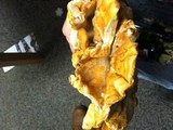 Laetiporus conifericola image