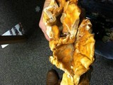 Laetiporus conifericola image