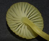 Mycena flavovirens image