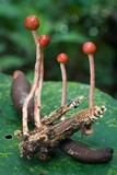 Ophiocordyceps amazonica image