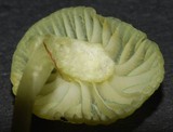 Mycena flavovirens image