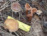 Laccaria tortilis image