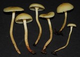 Hygrophorus salmonipes image