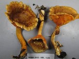 Hygrophoropsis rufa image